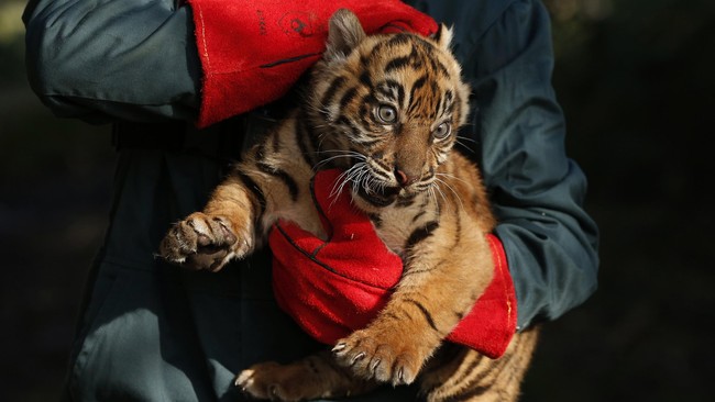 Imutnya Harimau Sumatera di Kebun Binatang Inggris