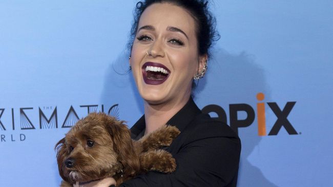 Maksud ingin promosi konser 'Witness' di Australia, iklan Katy Perry justru dapat hujatan dari pencinta binatang koala karena mengajak memburu hewan khas itu.