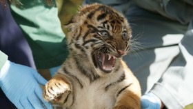 Imutnya Harimau Sumatera di Kebun Binatang Inggris