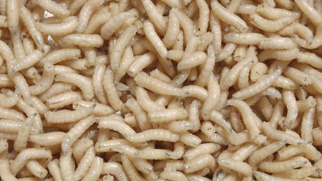 Belatung-belatung itu melahap daging manusia. Jika tidak diobati, mereka bisa mengunyah, menghancurkan tulang, dan jaringan lunak wajah, hidung, dan mata.