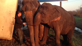 Dua Gajah Selamatkan Truk Kontainer di AS