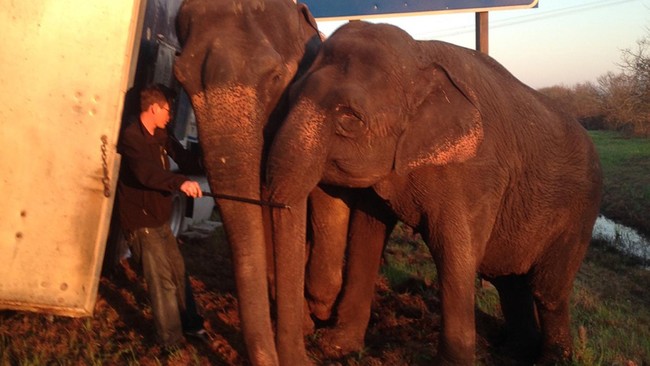 Sebuah truk hampir terguling saat berhenti di bahu jalan di Louisiana, AS. Dua gajah sirkus akhirnya menyelamatkan truk tersebut sehingga tidak terguling.