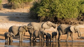 Mobil Wisatawan Ringsek Diserang Gajah di Taman Nasional