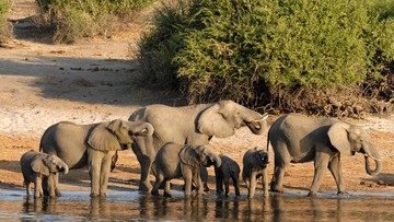 15 Gajah Mati di Kebun Binatang Kenya Diduga Keracunan Pestisida