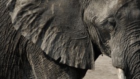 Tyranza, Gajah Tertua di Amerika Utara Mati di Usia 56 Tahun