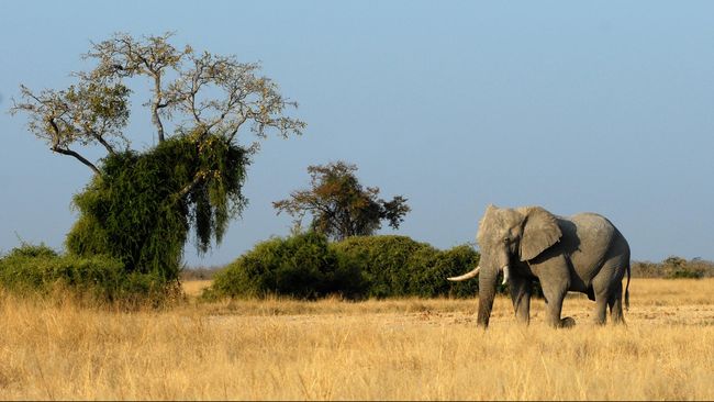 Turis Arab Saudi Tewas Diinjak Gajah di Uganda Seorang turis warga negara Arab Saudi tewas diinjak gajah selama game drive di Taman Nasional Murchison Falls, Uganda.