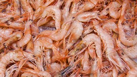 Viral Serangan Udang di Gorontalo, Pakar Ungkap Penyebabnya