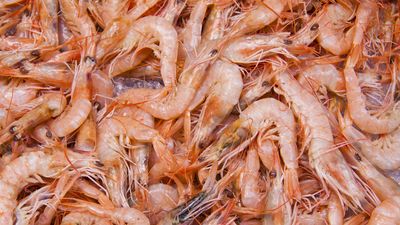 Udang RI Ditarik Lagi dari Peredaran AS Terkait Dugaan Cesium-137