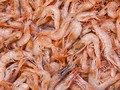 China Larang Impor Udang Ekuador yang Terpapar Virus Corona