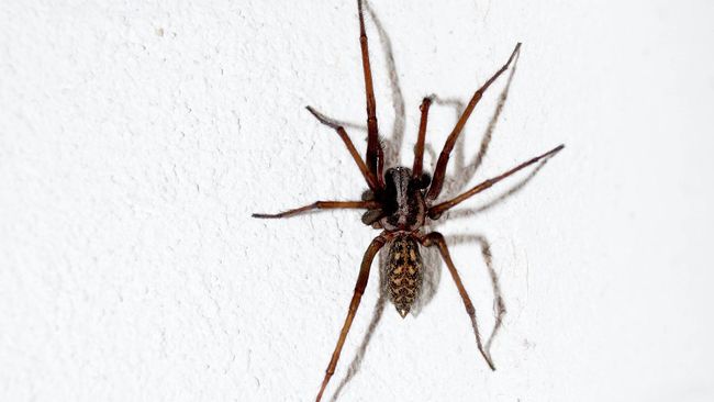 Laba-laba Viral Ditipu Pengguna Perawatan Kulit, Pakar Ungkap Kebenarannya