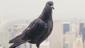 Burung Merpati Dicurigai Jadi Mata-mata Pakistan