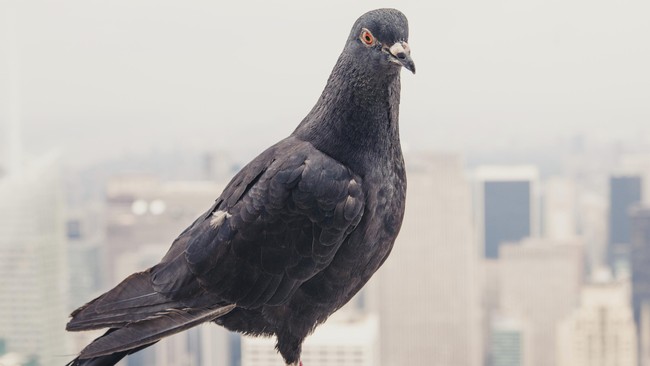 Burung merpati itu ditangkap oleh penduduk di daerah perbatasan India-Pakistan, dengan pesan dalam bahasa Urdu dan kabel yang melilitnya.