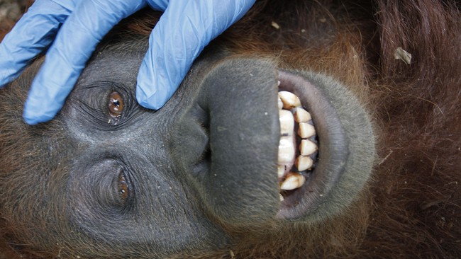 Seekor orang utan viral setelah terekam bergelantungan di kabel listrik di Palangka Raya. Dilaporkan orang utan itu tewas usai kesetrum dan terjatuh.