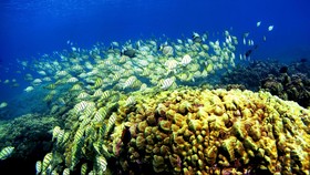 Kapal Pesiar Rusak Terumbu Karang di Kepulauan Cayman