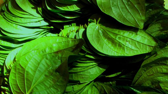 Konsumsi herbal termasuk salah satu yang dianjurkan bukan saja demi meningkatkan imunitas di era pandemi, melainkan juga mendongkrak energi dan fokus.