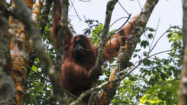 Keberaaan orangutan di sebuah kawasan menandakan tingkat kelestarian wilayah tersebut.