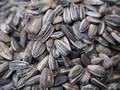 8 Manfaat Tersembunyi Biji Bunga Matahari untuk Kesehatan