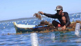 Asosiasi Industri Rumput Laut Ketar-Ketir Hadapi MEA