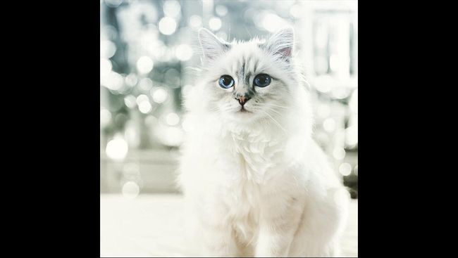 Karl Lagerfeld berniat menjual Choupette, kucing kesayangannya dalam bentuk replika seukuran aslinya dan dibanderol dengan harga Rp7,1 juta.