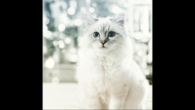 'Kucing' Karl Lagerfeld Dijual Rp7,1 Juta