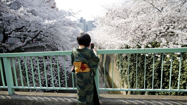 Di Tokyo, musim mekar akan berlangsung dari 25 Maret sampai 2 April. Sebelumnya, musim mekar diperkirakan berlangsung pada 22 Maret. 