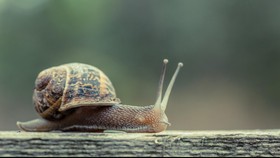 Ada Siput Bersarang di Lutut Bocah