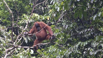 Survei Ungkap Populasi Orangutan Sumatera Turun Hampir 20 Persen
