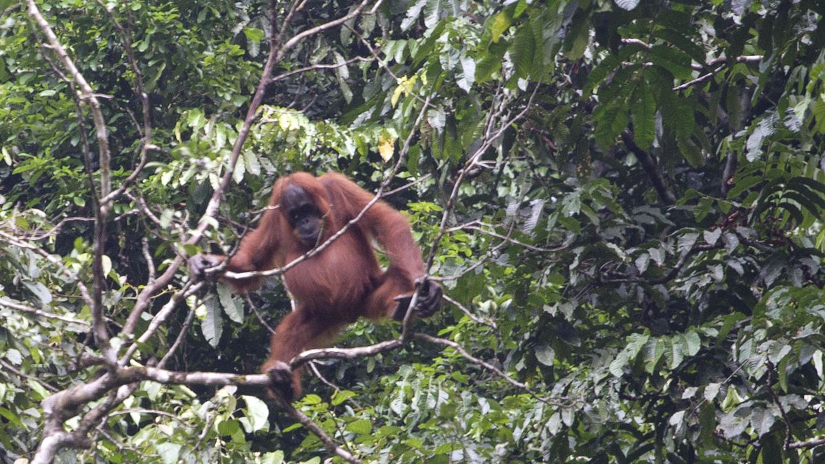 Survei Ungkap Populasi Orangutan Sumatera Turun Hampir 20 Persen