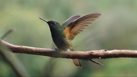 Taman Kota di Meksiko Jadi Pusat Konservasi Burung Kolibri