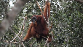 Orang Tak Dikenal Bubarkan Paksa Diskusi Orang Utan di Tebet