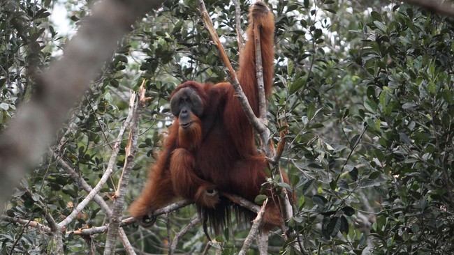 Kritik Tajam Pakar terhadap Klaim Malaysia tentang 'Keuntungan Konservasi Orang Utan' dari Perdagangan Sawit