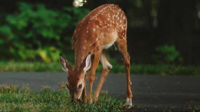 Seorang pria asal Michigan, AS, didiagnosis mengidap TBC yang ditularkan oleh seekor rusa. Penularan diduga terjadi di tengah aktivitas berburu.