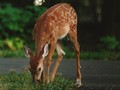 Melestarikan Rusa di Bukit Langkisau