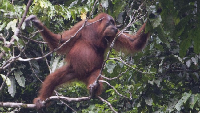 LIPI mengungkapkan perubahan iklim berdampak terhadap keberadaan serangga, penyerbukan bunga, dan ketersediaan sumber pakan orang utan.