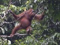 LIPI: Perubahan Iklim Ancam Sumber Makanan Orang Utan