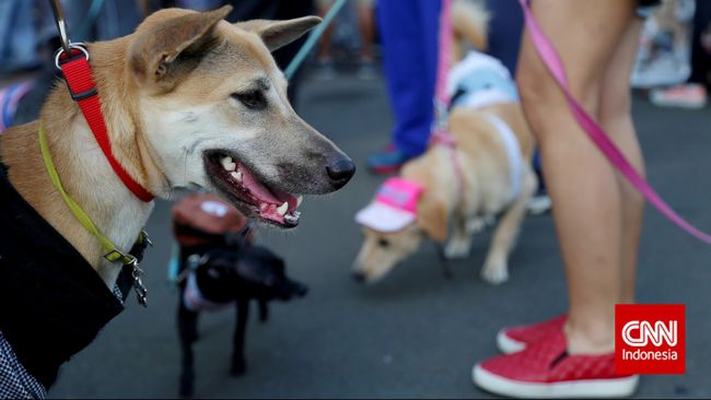 Seekor anjing disebut mampu melihat emosi dengan menatap mata pemiliknya. Penelitian juga menyebut, dibandingkan kucing, anjing lebih mencintai manusia.
