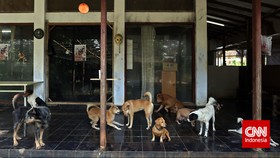 Daging Anjing Masuk Jakarta Harus Sertakan Surat Asal Hewan