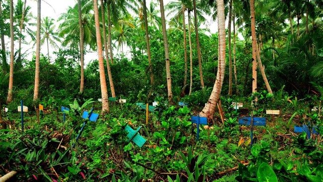 Sebanyak 77 kuburan warga asing ditemukan di pantai Pulau Benjina, Kepulauan Aru, Maluku.