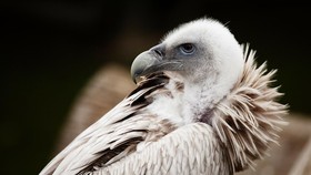 Burung Bangkai Dicurigai Mata-mata dari Israel