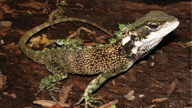 Suku Aborigin di Australia pernah hidup dengan hewan jenis kadal dengan ukuran yang sangat besar.