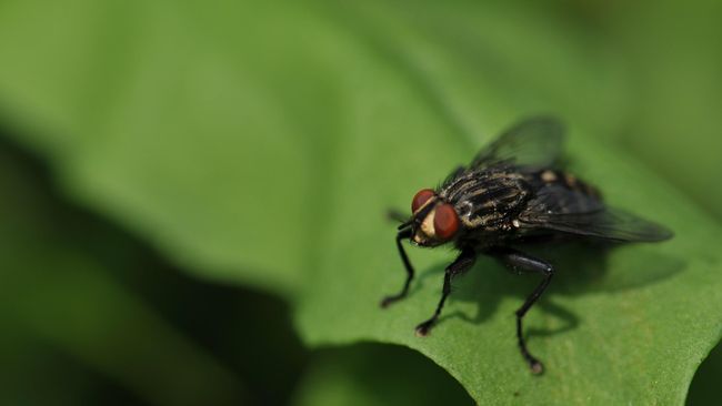 Natural Ways to Get Rid of Flies from Home