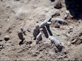 Puluhan Jenazah Ditemukan di Kuburan Massal di Raqqa
