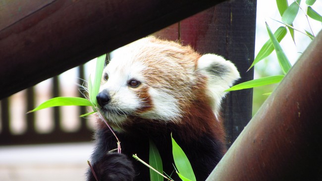 Bayi panda merah pertama dari pasangan panda Cai Tao dan Hu Chun dilahirkan di Taman Safari Indonesia (TSI), Cisarua, Bogor.