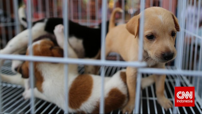 Aksi penyiraman air panas ke lima anak anjing dan satu induk anjing di Kramat, Jakarta Pusat dilaporkan yayasan pemerhati hewan ke kepolisian.