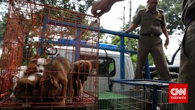 Dinas KPKP DKI soal Razia Anjing: Tak Ada Penangkapan
