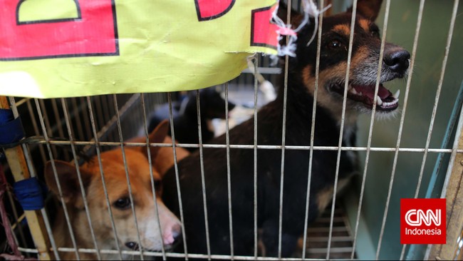 Penutupan Pulau Timor dari hewan pembawa rabies menyusul ditemukannya kasus rabies akibat gigitan anjing di Kabupaten Timor Tengah Selatan (TTS), NTT.