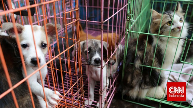 Dua penelitian menunjukkan anjing dan kucing bisa terinfeksi virus corona SARS-CoV-2 varian B117 asal Inggris. 