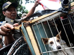 Studi Sebut Anjing Liar yang Makan Kelelawar Jadi Awal Pandemi Corona