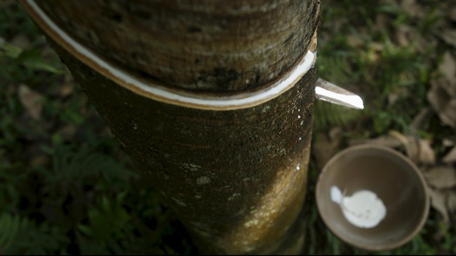 Kementerian Pertanian mengklaim telah menaikkan mutu produksi karet sebanyak 220 ribu ton sepanjang 2018, dan berimbas pada kenaikan harga jual karet.