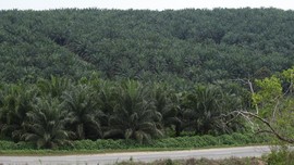 Sejumlah Tokoh Dayak Dipanggil Polisi Usai Blokir Jalur Sawit